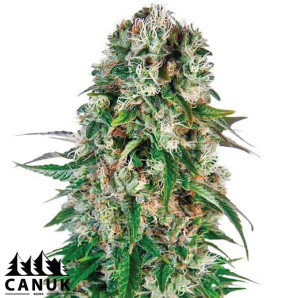 Big Bud Autoflowering Feminized Seeds - ELITE STRAIN