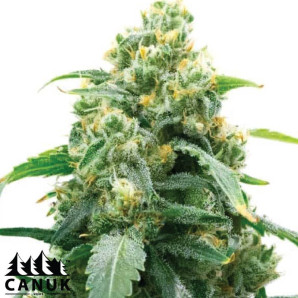 Big Bud Fast Version Feminized Seeds - ELITE STRAIN