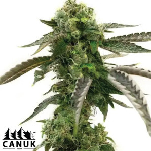 Big Devil Autoflowering Feminized Seeds - ELITE STRAIN