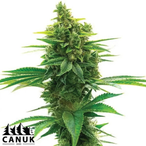 Big Jack Widow Autoflowering Feminized Seeds - ELITE STRAIN