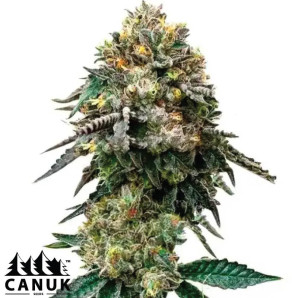 BlackBerry Autoflowering Feminized Seeds - ELITE STRAIN