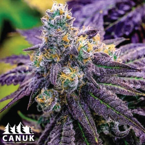 Black Cherry Soda Feminized Seeds - ELITE STRAIN