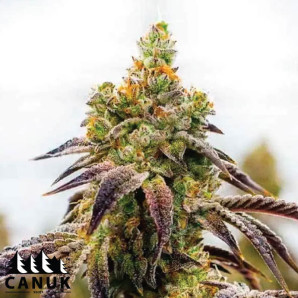 Black Domina X Afghan Kush Feminized Seeds - ELITE STRAIN