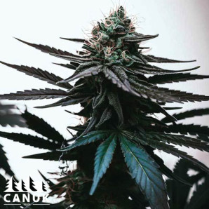 Black Hulk Feminized Seeds - ELITE STRAIN