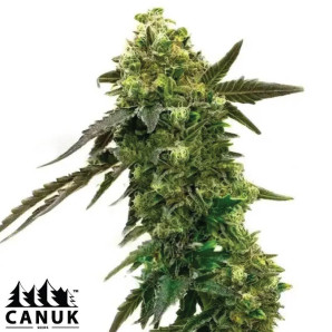 Black Jack Autoflowering Feminized Seeds - ELITE STRAIN