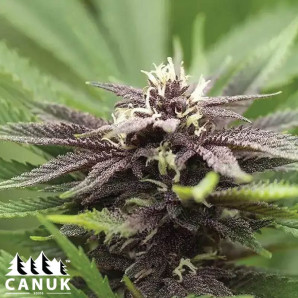 Black Water Purple OG Cheese Feminized Seeds - ELITE STRAIN