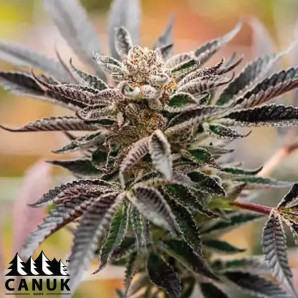 Blue Amnesia Autoflowering Feminized Seeds - ELITE STRAIN