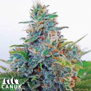 Blue Amnesia Regular Seeds - ELITE STRAIN