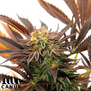 Blueberry Badazz OG Feminized Seeds - ELITE STRAIN