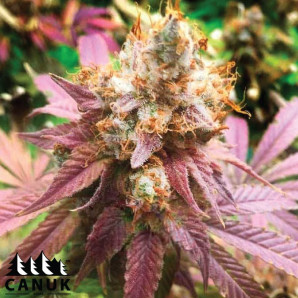 Blueberry Fast Version Feminized Seeds - ELITE STRAIN