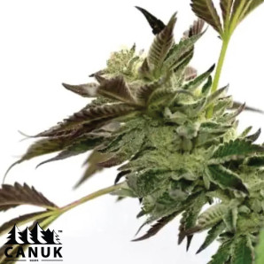 Blueberry X Jack Herer Autoflowering Feminized Seeds - ELITE STRAIN