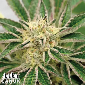 Blueberry X Lemon Haze Autoflowering Feminized Seeds - ELITE STRAIN