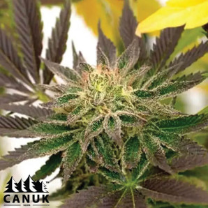 Blue Mazar Autoflowering Feminized Seeds - ELITE STRAIN