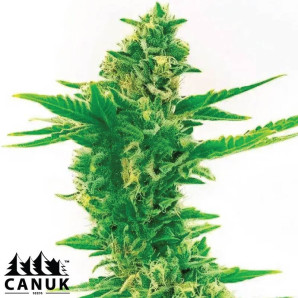 Blueberry X White Widow Feminized Seeds - ELITE STRAIN