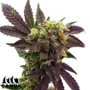 Blueberry X Big Devil Autoflowering Feminized Seeds - ELITE STRAIN