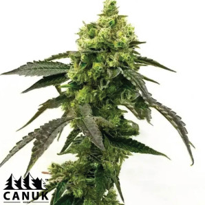 Blue Cream Caramel Autoflowering Feminized Seeds - ELITE STRAIN