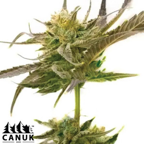 Blue Fruit Autoflowering Feminized Seeds - ELITE STRAIN