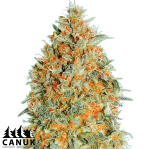 Blue Gorilla Autoflowering Feminized Seeds - ELITE STRAIN