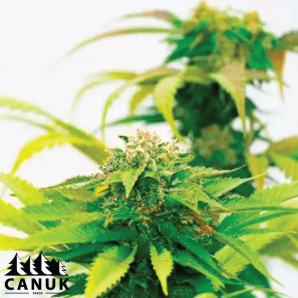 Blue Haze Feminized Seeds - ELITE STRAIN