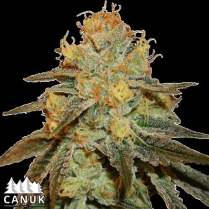 Bruce Banner AUTO FEMINIZED Seeds - ELITE STRAIN 