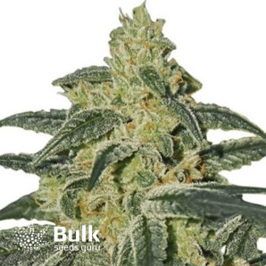 Afghan Hash Plant Regular Seeds (Bulk Seeds) - ELITE STRAIN 