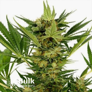 AK Fast Feminized Seeds (Bulk Seeds) 