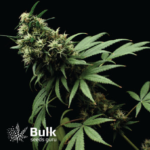 AK Feminized Seeds (Bulk Seeds)