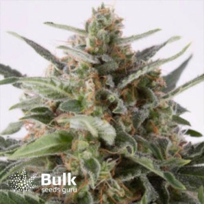 Critical Mass Autoflowering Feminized Seeds (Canuk Seeds)