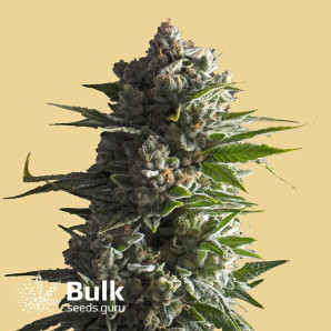 Banana Kush Auto Feminized Seeds (Bulk Seeds) - ELITE STRAIN