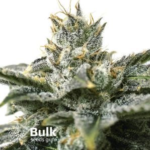 Banana Punch Feminized Seeds (Bulk Seeds)