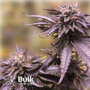 Black Amnesia Haze Fast Feminized Seeds (Bulk Seeds) 