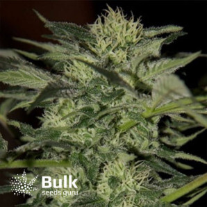 Auto Blueberry Feminized Seeds (Bulk Seeds)