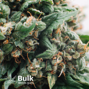 Blue Cheese Feminized Seeds (Bulk Seeds) 