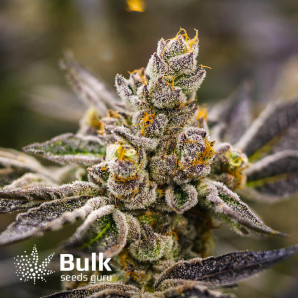 Do-si-dos Feminized Seeds (Bulk Seeds) - ELITE STRAIN