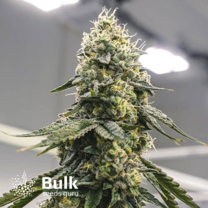 Auto Great White Shark Feminized Seeds (Bulk Seeds) *Until Supplies Last * 