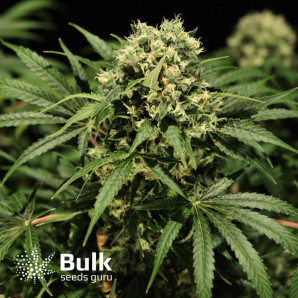 Auto Hindu Kush Feminized Seeds (Bulk Seeds) *Until Supplies Last * 