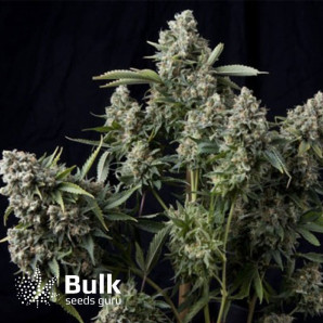 King TUT Feminized Seeds (Bulk Seeds) - ELITE STRAIN