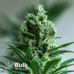 Auto Lemon Skunk Feminized Seeds (Bulk Seeds)