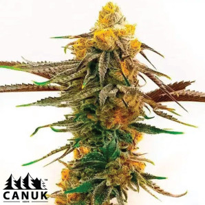 Bubba Gift Feminized Seeds - ELITE STRAIN