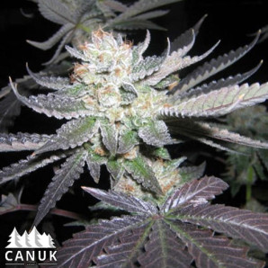 Bubba Kush Feminized Seeds