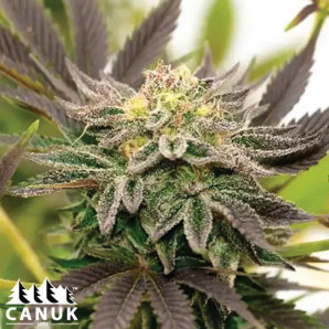 Bubba Kush Autoflowering Feminized Seeds - ELITE STRAIN