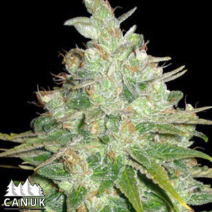 BubbleG Feminized Seeds - CLEARANCE