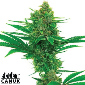 Bubblegum Regular Seeds - ELITE STRAIN