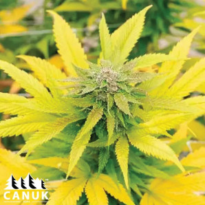 Bubblegum Autoflowering Feminized Seeds - ELITE STRAIN