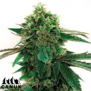 Bubblegum Haze Feminized Seeds - ELITE STRAIN