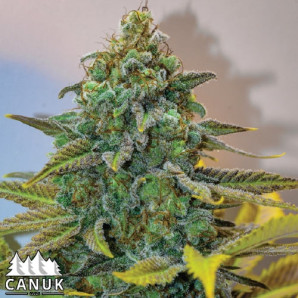 Cinderella 99 Feminized Seeds