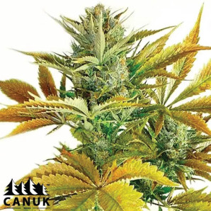 California Haze Feminized Seeds - ELITE STRAIN