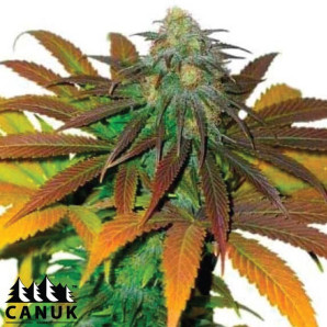 California Orange Regular Seeds - ELITE STRAIN