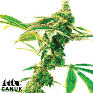 Candy Kush Feminized Seeds - ELITE STRAIN