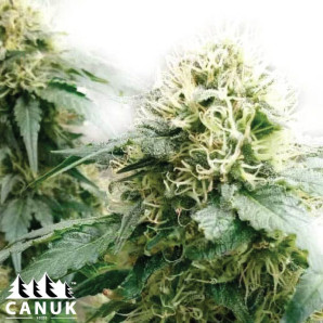 Candy Kush Fast Version Feminized Seeds - ELITE STRAIN